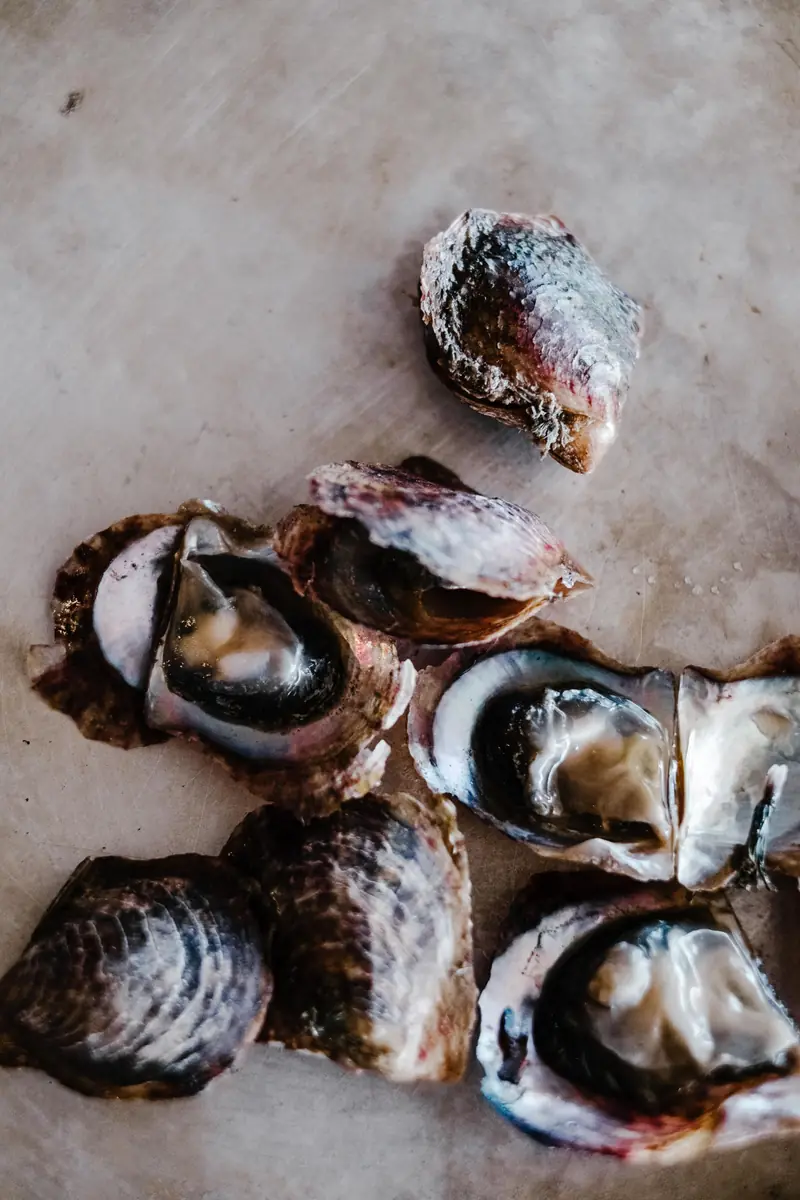 Freshly shucked oysters from above